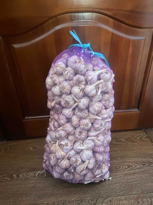 Часник для посадки Любаша Софіївский