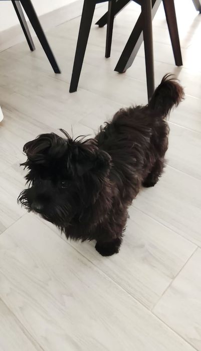Femea Yorkshire Terrier