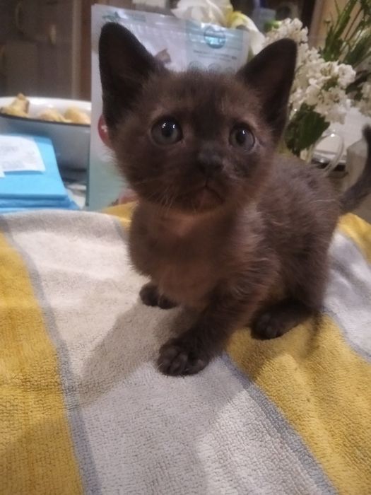 Бурманский котенок (бурма)
