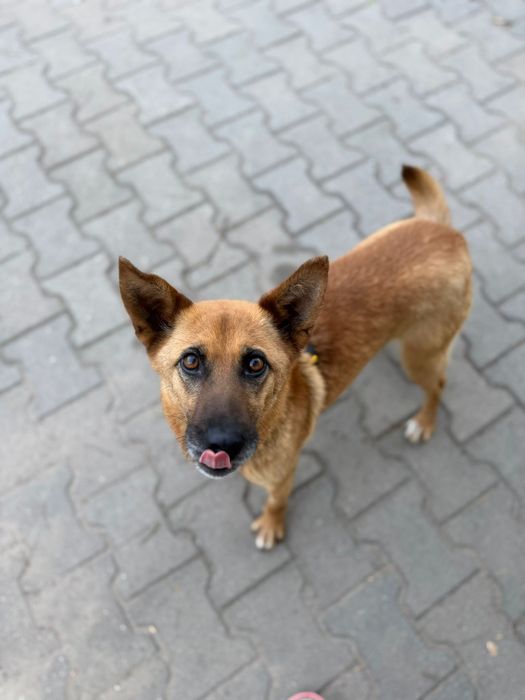 Agnes cudowna dziewczynka do adopcji