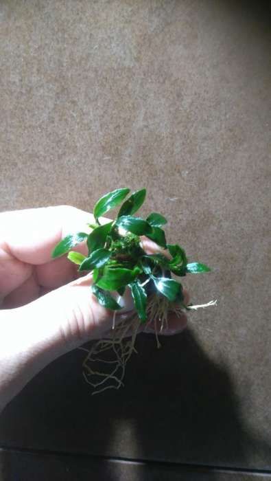 Anubias pangolino