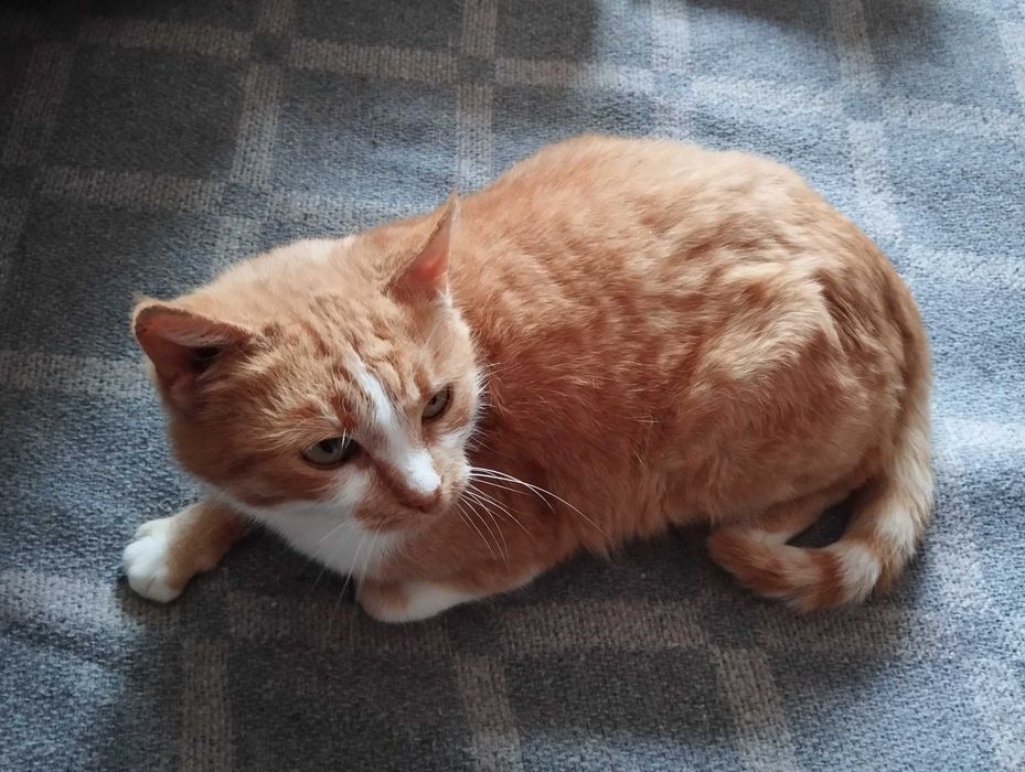 Віддам стерилізовану молоду кішечку