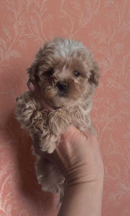 Мальтипу карамель. Мальчики мини.