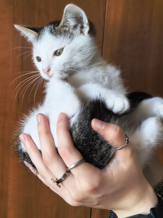 Отдаём котят в хорошие руки