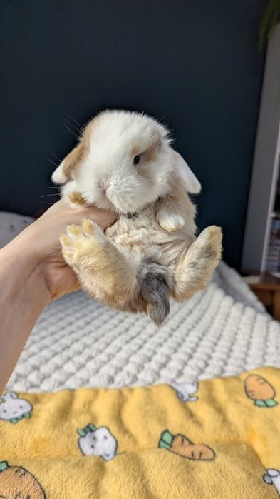 Mini lop króliki miniaturki małe karzełki  mini lop niebieski blue