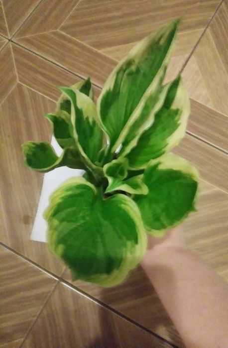 Hosty funkie kwiaty do ogrodu odmiana Albomarginata