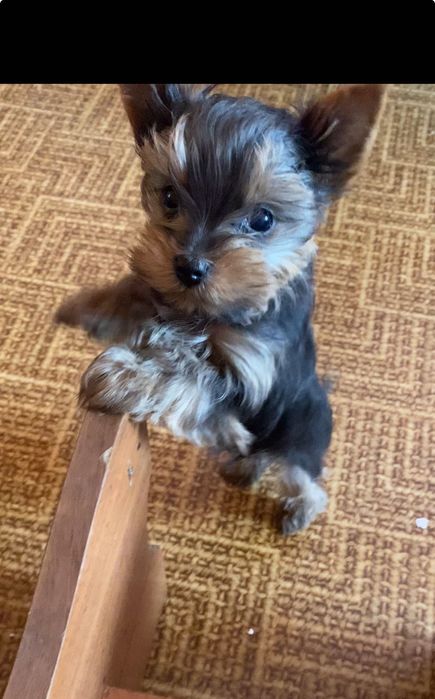 Щенки Йоркширских терьеров. 4500 грн. Каменское (Днепродзержинск)