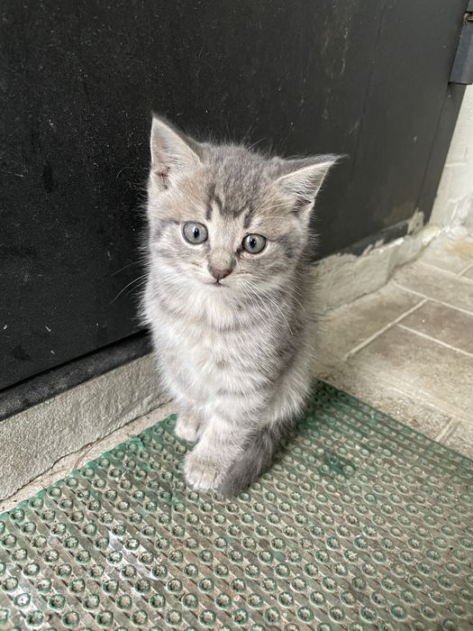 Отдам четыре котенка 2 вислоухих