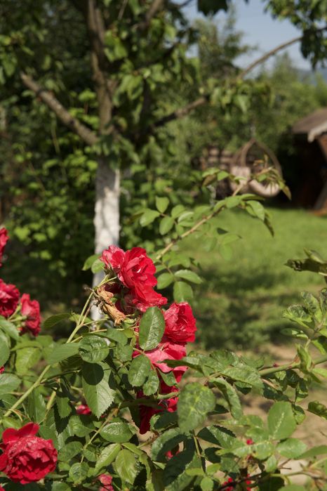 Оренда будинку в Карпатах