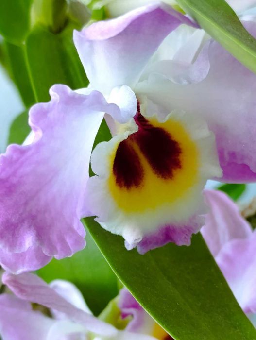 Орхидея Дендробиум  и Олеандр куст.