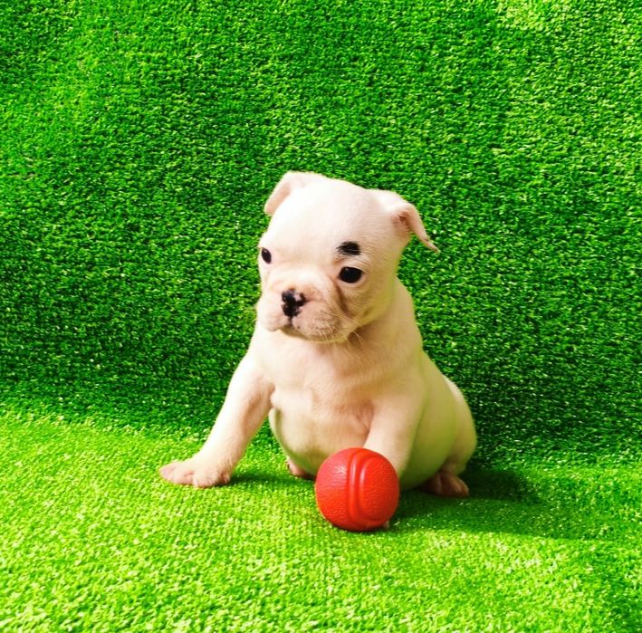 Fêmea bulldog francês