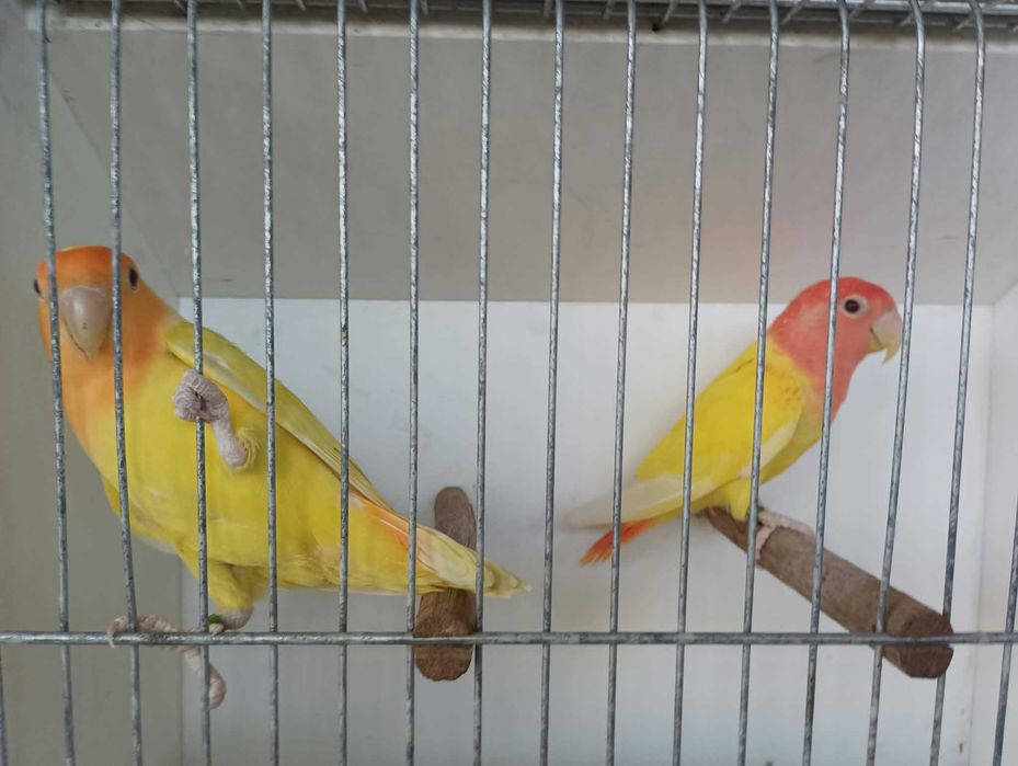Casal de agapornis roseicollies