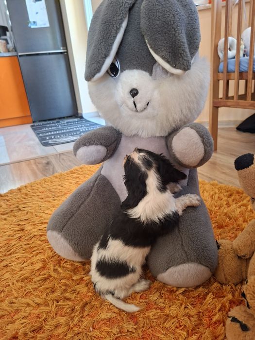 Cavalier King Charles Spaniel suczka