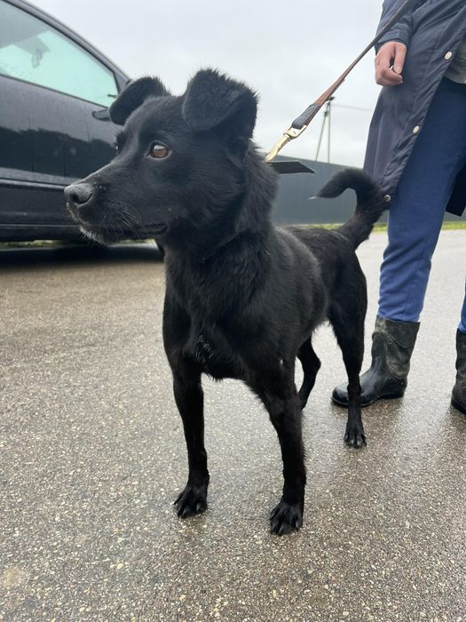 Kodi pies do adopcji