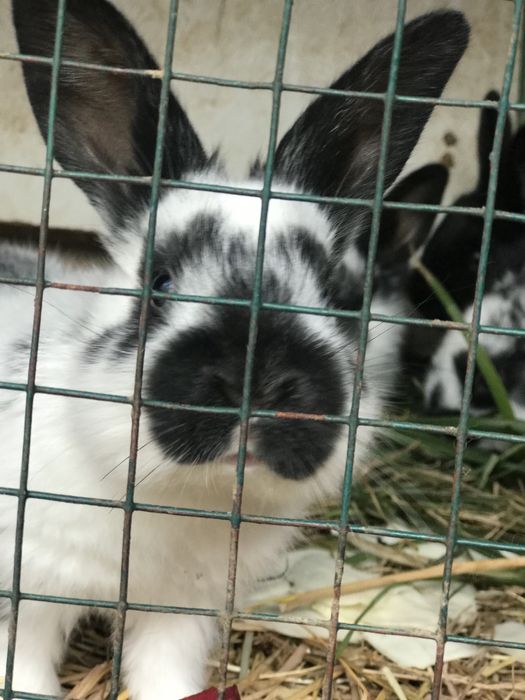 Króliczki mieszańce