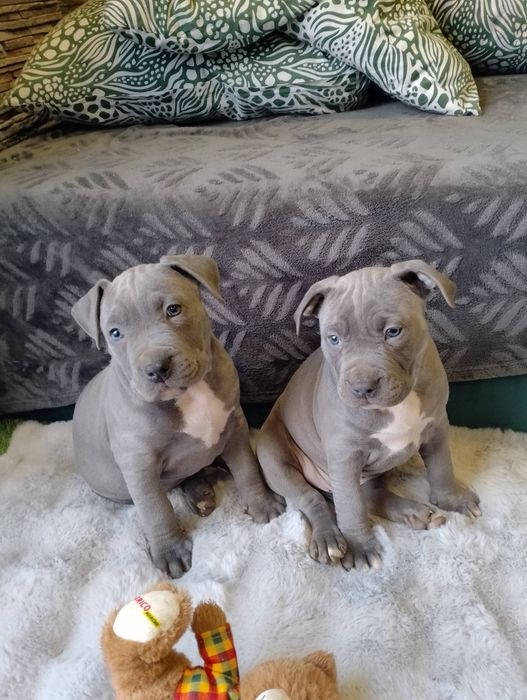 Szczeniak american Stafforshire terrier