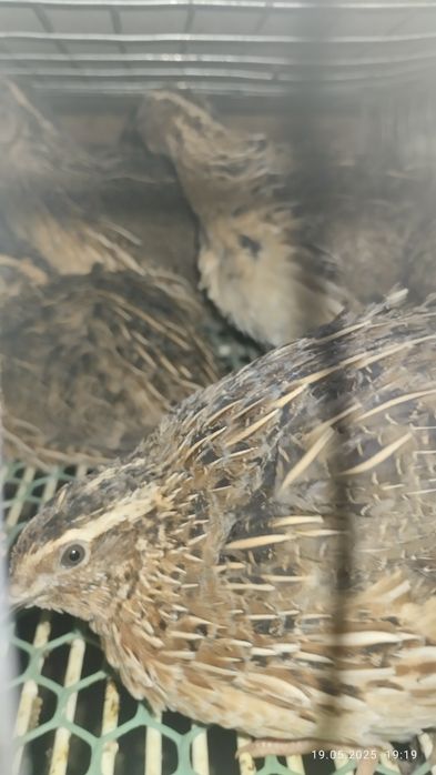 Інкубаційні яйця перепілки Фараон