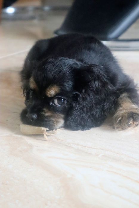 Sunia Cocker spaniel amerykański FCI