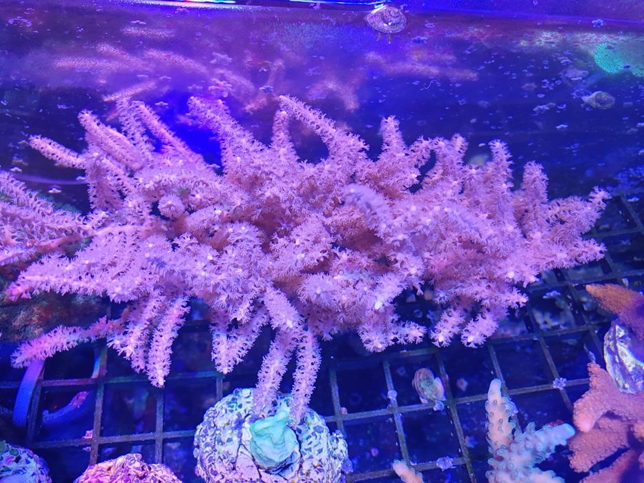 Pseudogorgonia koralowiec akwarium morskie