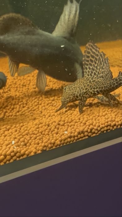 Vendo pleco leopardo