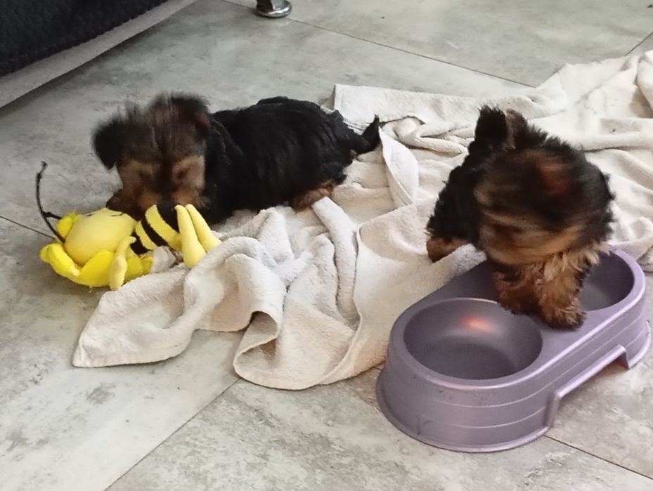 York piesek sprzedam