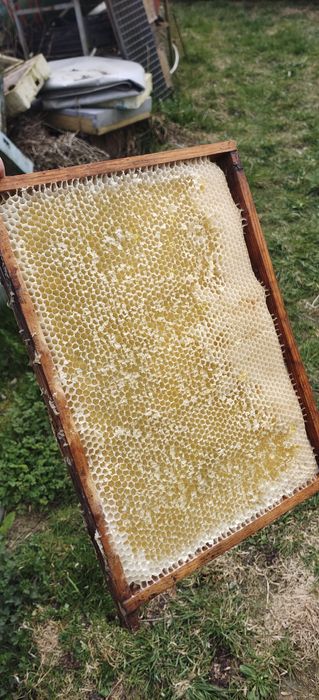 10 ramek wielkopolskich zwykłych z suszem dziewiczym