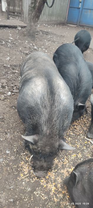 Продам кабанчика.