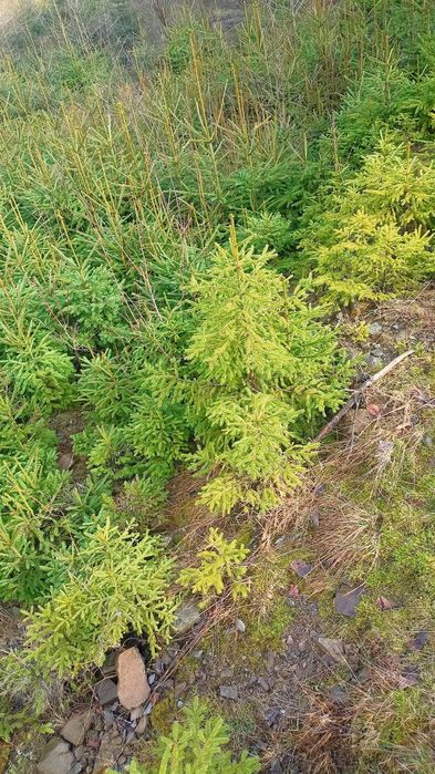 Пропуную до вашої увага саджанці.
