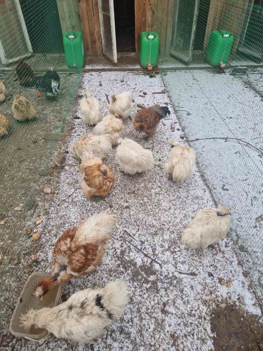 Кури китайські пухові