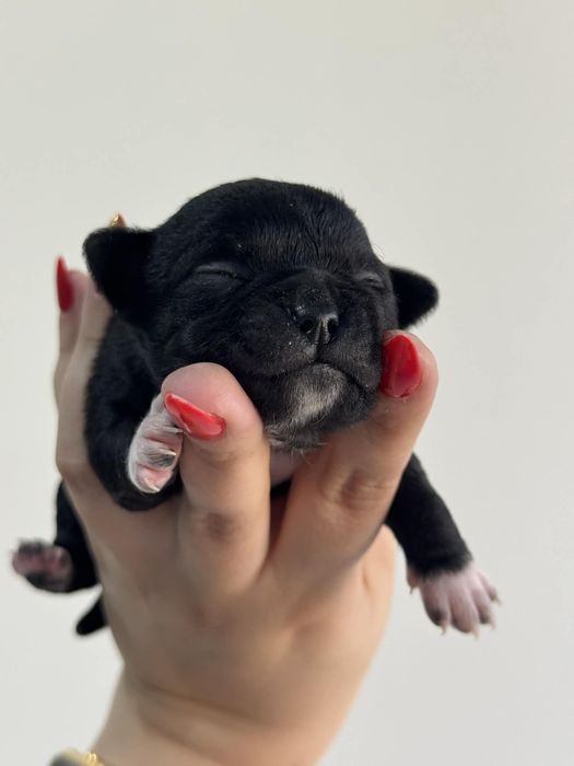 Rezerwacja szczeniąt chihuahua