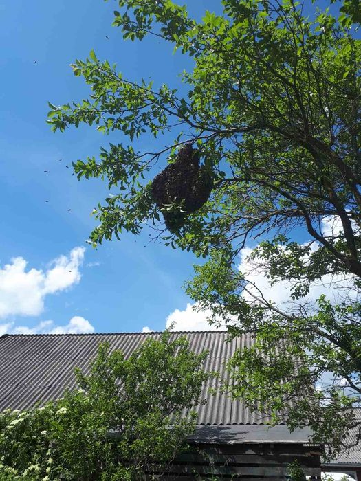 Продається пасіка,Бджолосім'ї на українську рамку