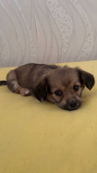 Собачок в добрі руки тернопіль місто бучач