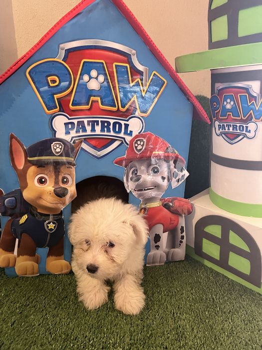 Bichon maltes excelente top femea olhos azuis
