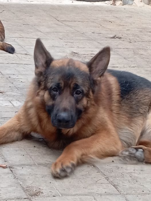 Роскошные девочки из питомника.