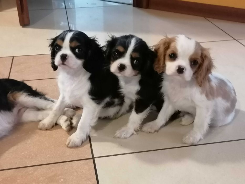 Cavalier King Charles Spaniel chłopczyk z RODOWODEM