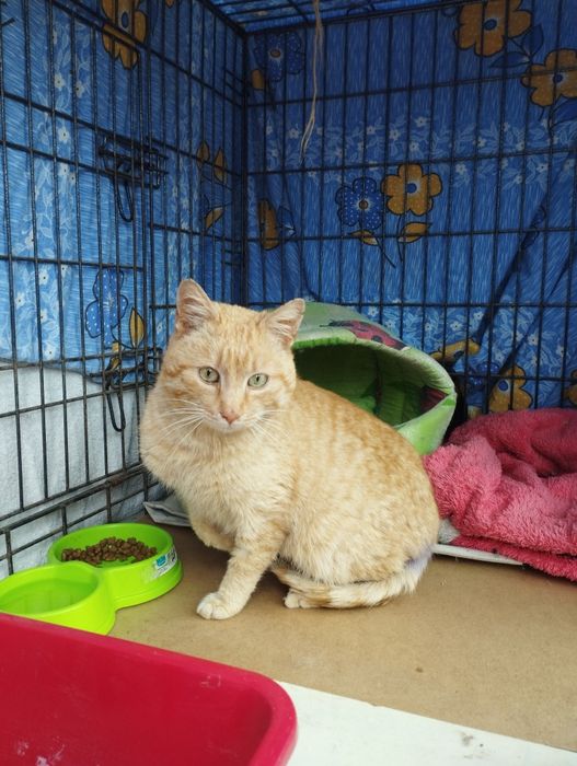 Рудий кіт котик рыжий кот