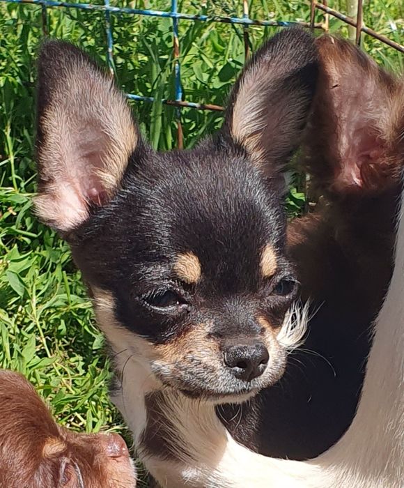 Малыши чихуахуа мальчики и девочки