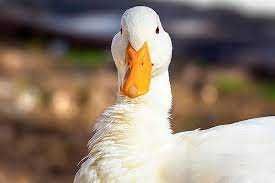 агідель качка інкубаційне яйце