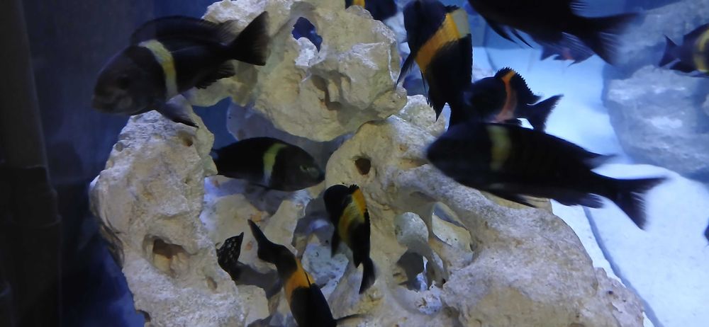 Tropheus  bemba dubois kiriza młode i dorosłe