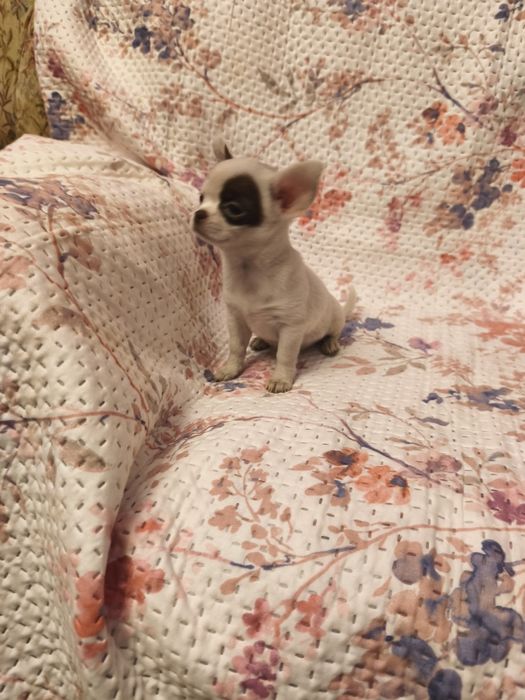 Chihuahua de pêlo curto fêmea