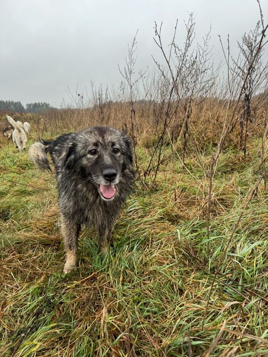 Suczka owczarka Kraskiego szuka domu