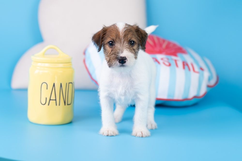 Suczka Parson Russell Terrier - ZKwP