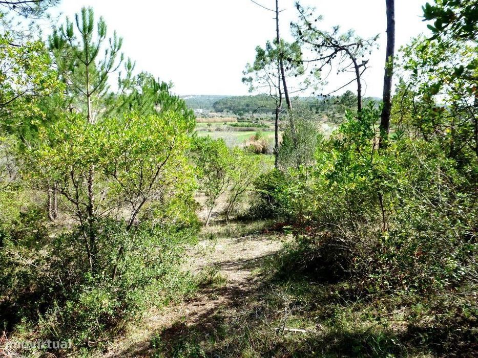 Terreno para Construção, Declive Moderado, Cernache, Coimbra