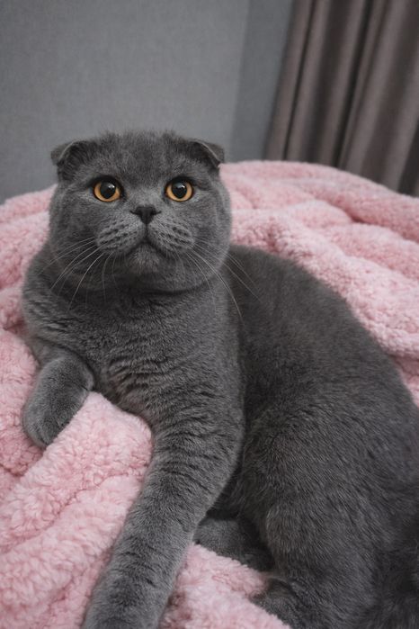 Злучка шотланський красень