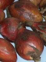 Sementes de Ginguenga