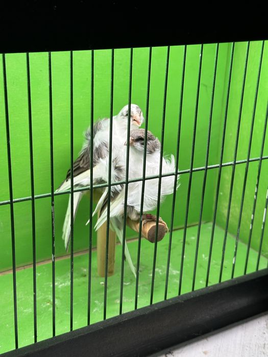 Frizados sul e norte