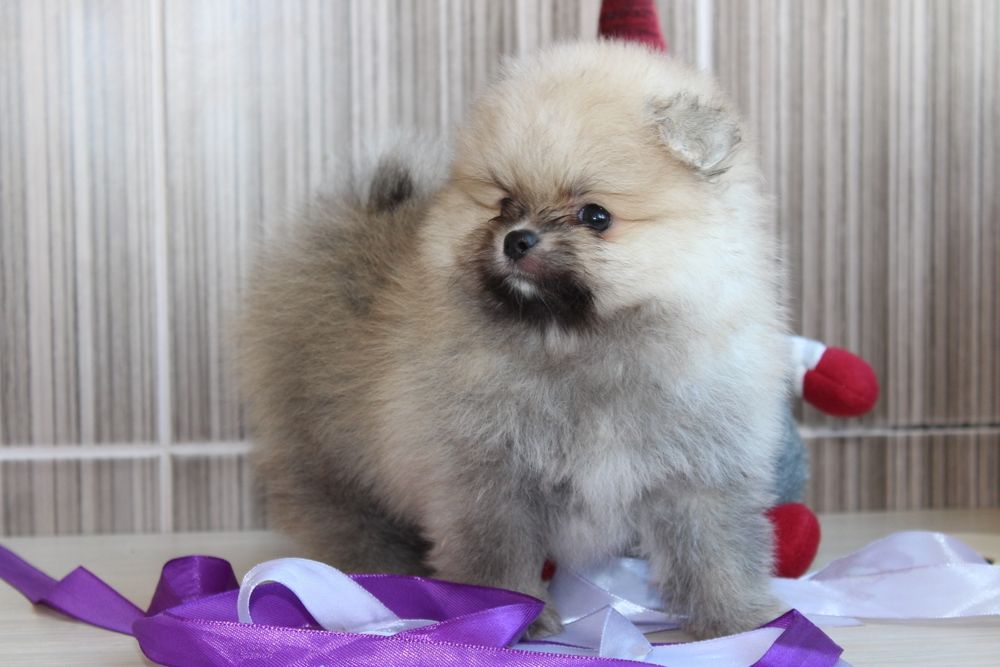 Продам маленьке пухнасте щастя