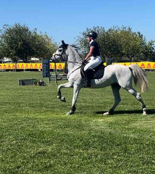 Vendo cavalo PSL com Livro Azul