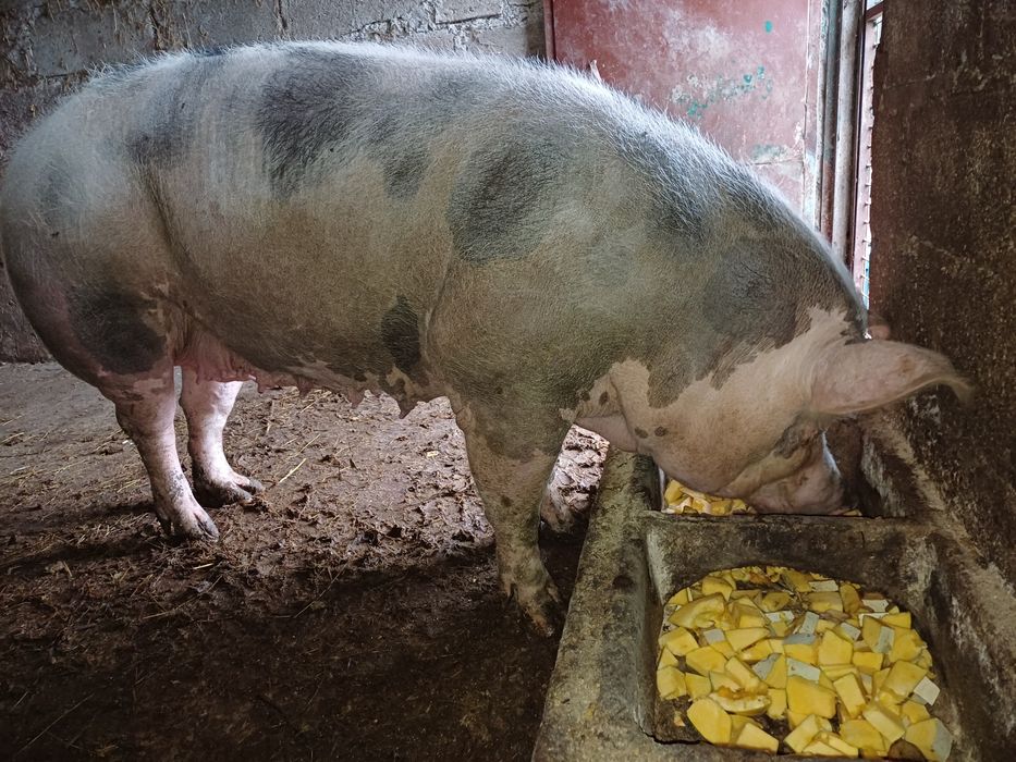 Porca pietran caseira