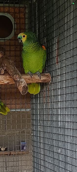 Amazona aestiva xanthopteryx